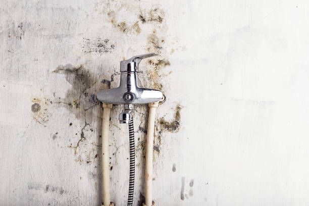 Best Certified Mold Removal  in Oakbrook, KY
