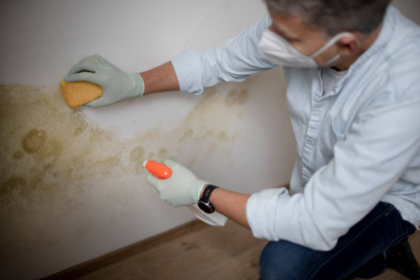 Best Toxic Mold Removal  in Oakbrook, KY